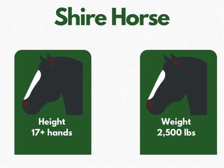 Shire Horse