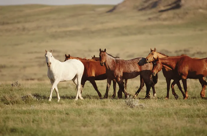 What Horses Are Native to North America?