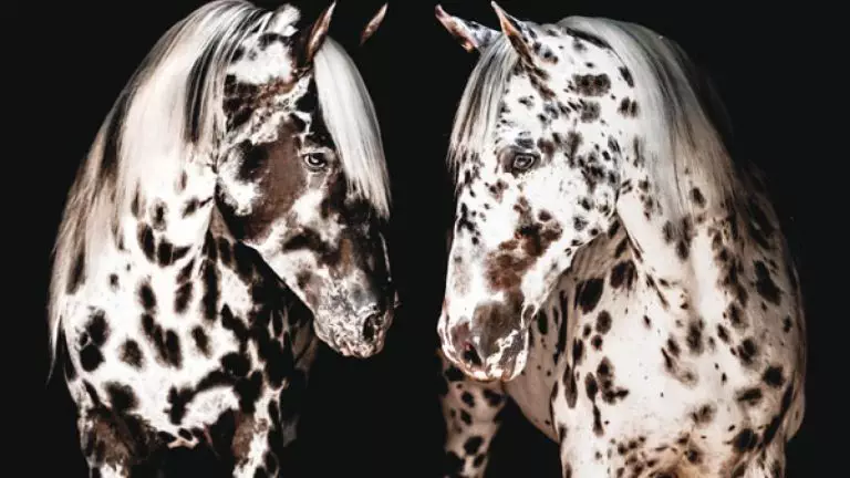 Horse Breeds Appaloosa