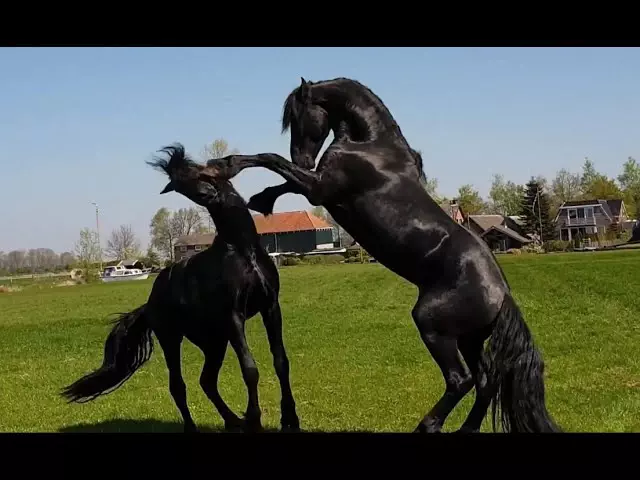 Horse Breeds - Friesian Horse