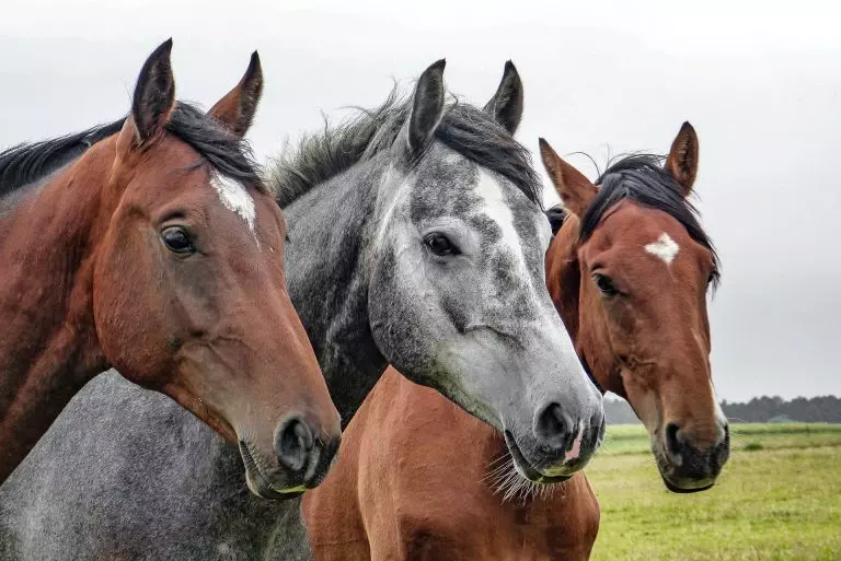 20 Fascinating Facts About Horses: A Fun Guide