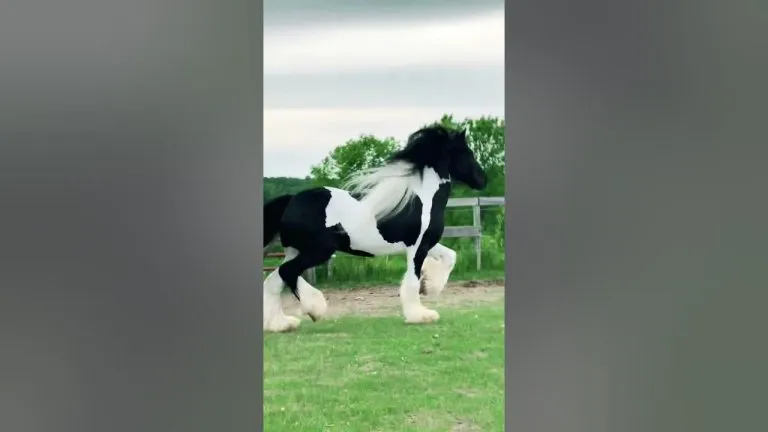 Horse Breeds Galineers Cob