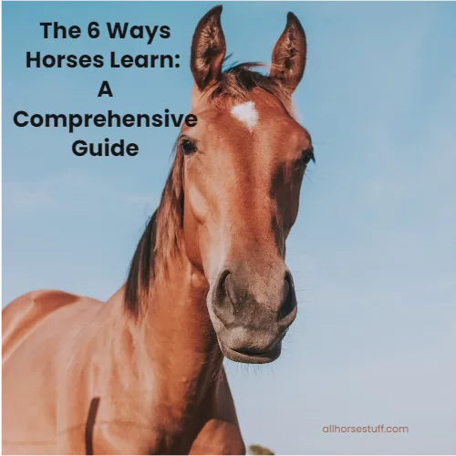 the 6 ways horses learn