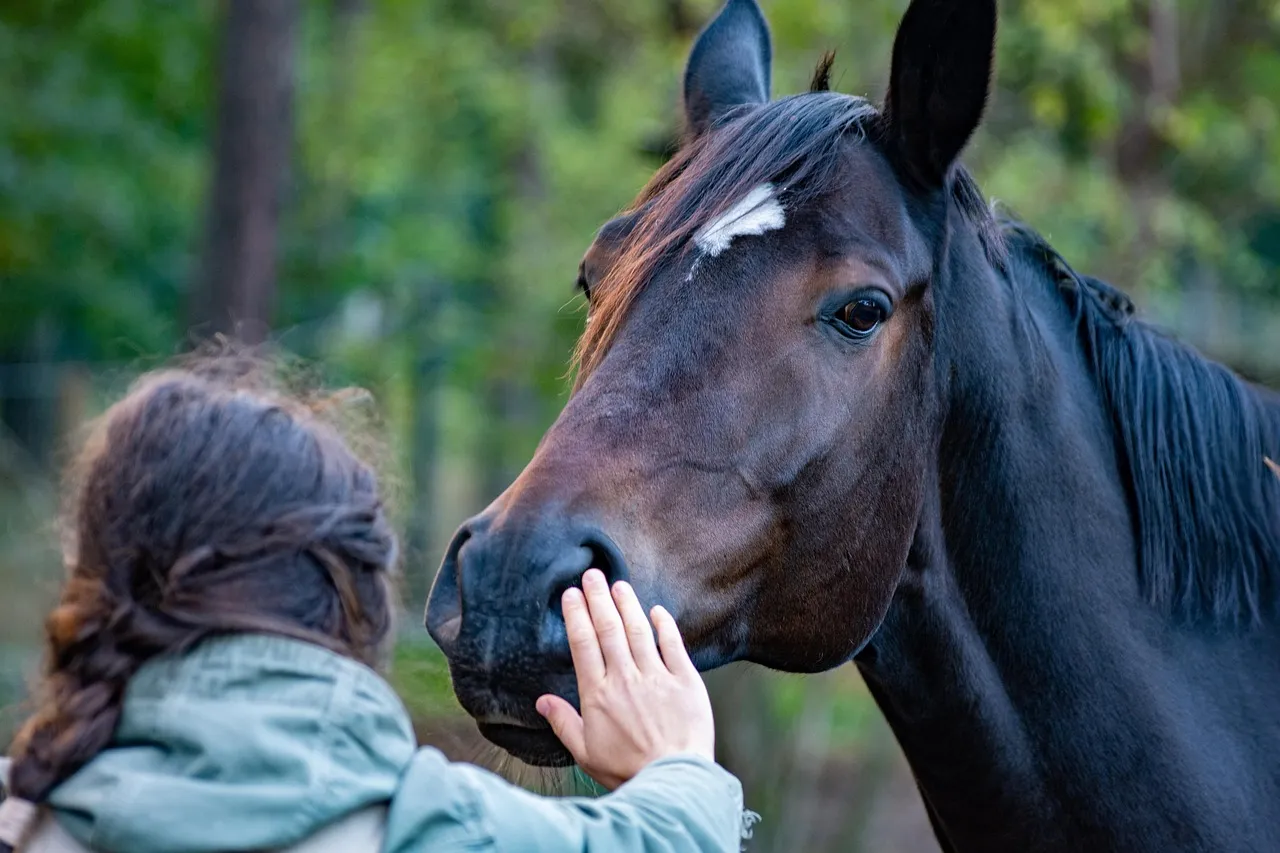 horse aging by teeth