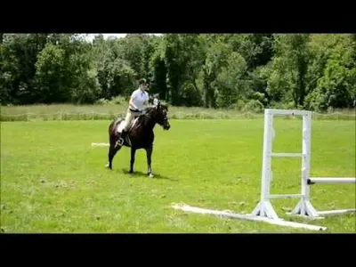 Are Horse Training Clinics Worth the Investment?