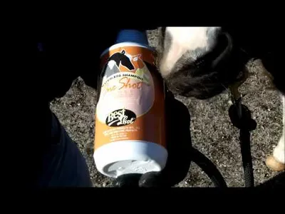 How to Bathe a Horse in the Winter