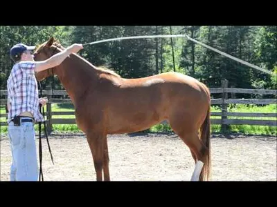De-Spooking Your Horse the Natural Way