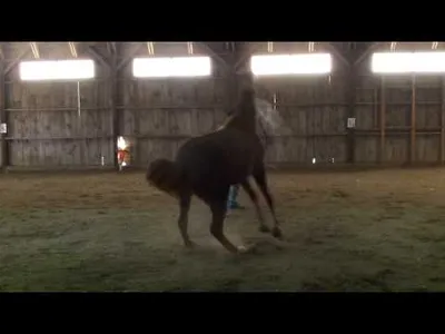 Horse Training: The Key to Stopping Bucking