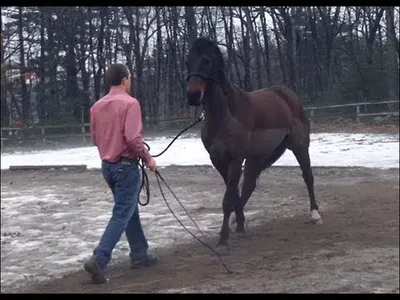 What Are the Best Ways to Back Up a Horse with More Energy?