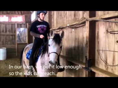 What Are the Best Practices for Horse Lead Training?