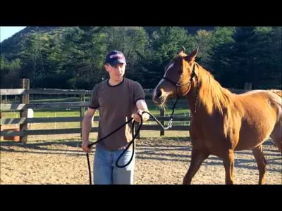 Horse Training – Calming a Horse