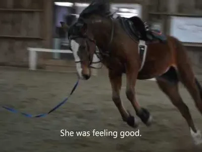 How to Secure the Reins for Lunging a Horse