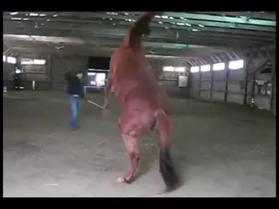 Training a Young Horse: What You Need to Know