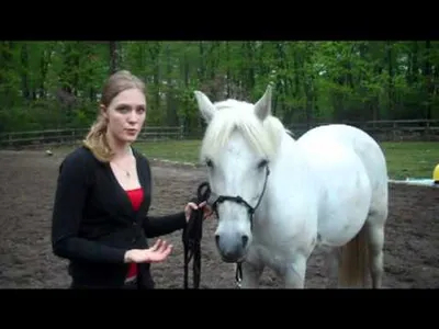 Horse Training – Four Lessons to Teach Your Horse