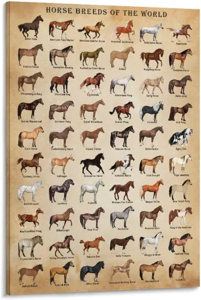 horse breeds