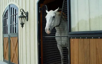 Reasons For Stalling a Horse