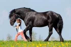 How Much Does a Horse Cost Per Year?