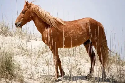 Horse Breeds - Mustangs