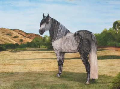 The Andalusian Horse