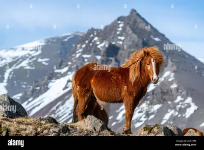 The Icelandic Horse