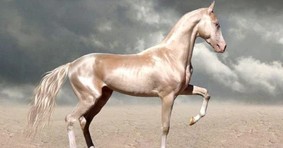 What is the Rarest Breed of Horse?