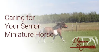 How to Care For a Mini Horse