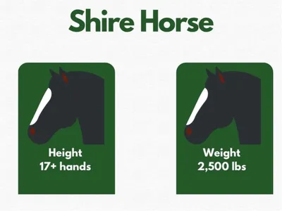 Shire Horse