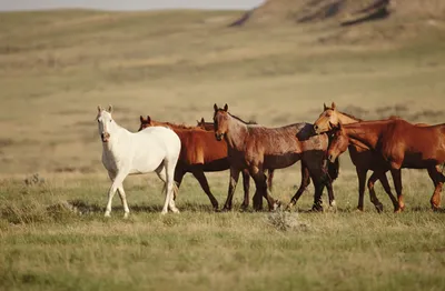 What Horses Are Native to North America?