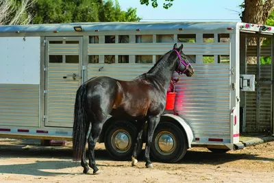 Tips for Buying a Horse Trailer