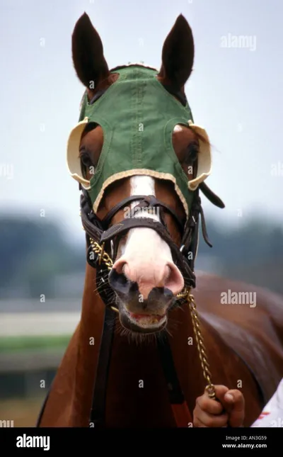 Why Horses Wear Blinders