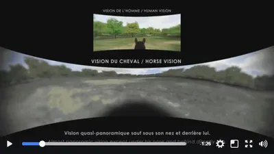 How Horses See