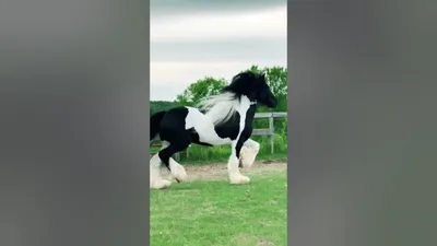 Horse Breeds Galineers Cob