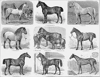 Different Horse Breeds
