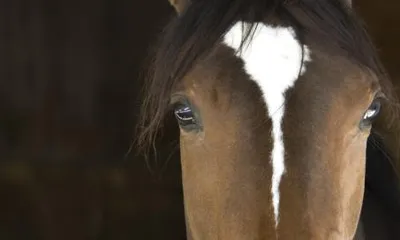 How Long Do Horses Live?
