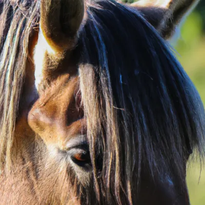 signs a horse doesn't respect you