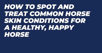How to Spot and Treat Common Horse Skin Conditions for a Healthy, Happy Horse