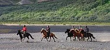 Riding the Unpredictable Horse