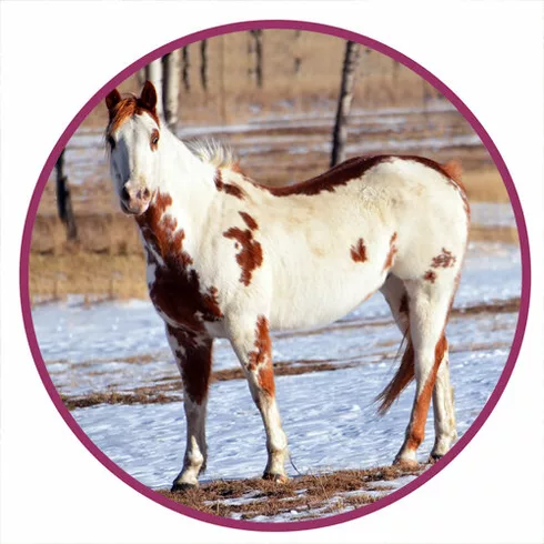 American Paint Horse