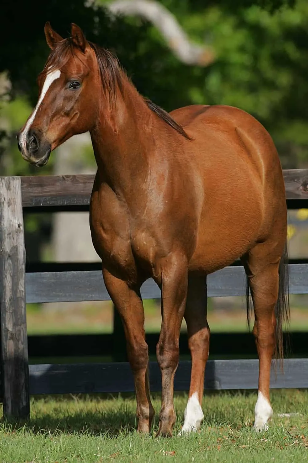 American Quarter Horse Breed History, Characteristics, & Uses