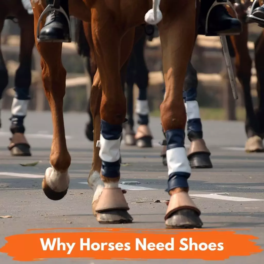 Why Do Horses Need Shoes 