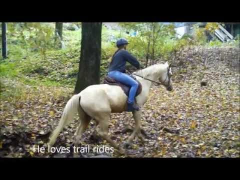 Choosing Dressage Tack for Your Horse