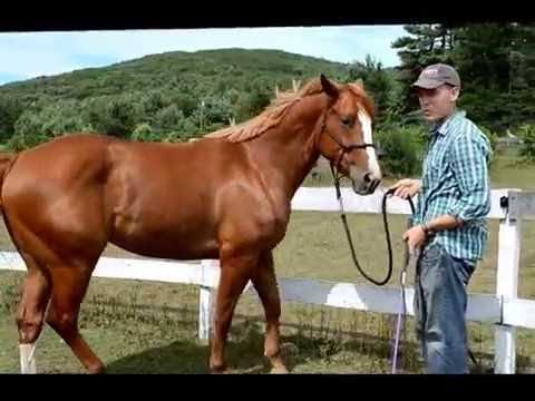 How To Teach A Horse To Side Pass Videos