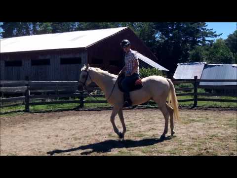 Exploring the Benefits of the Parelli Method for Horse Training
