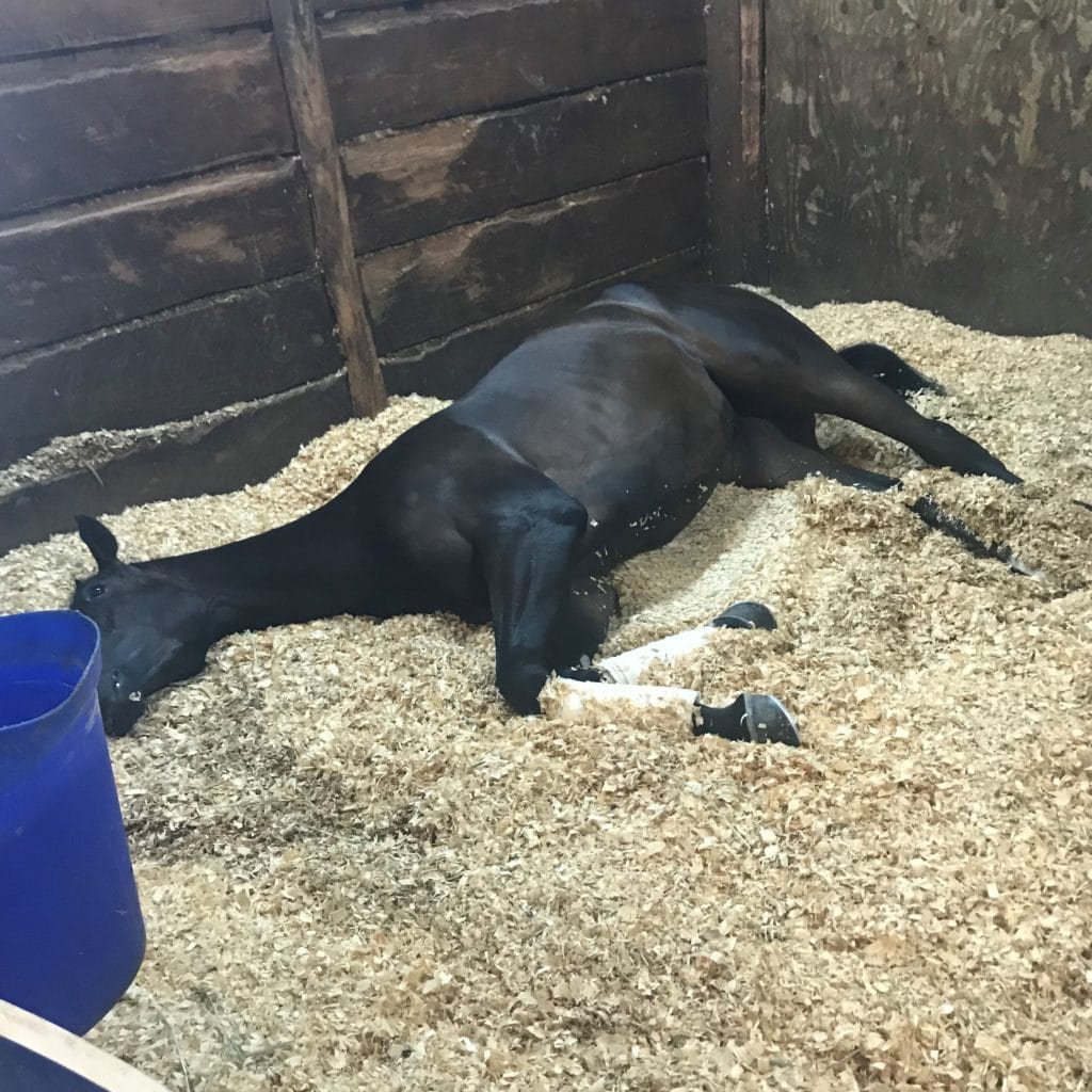 Horse bedding