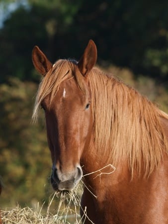What Do Horses Need Daily?