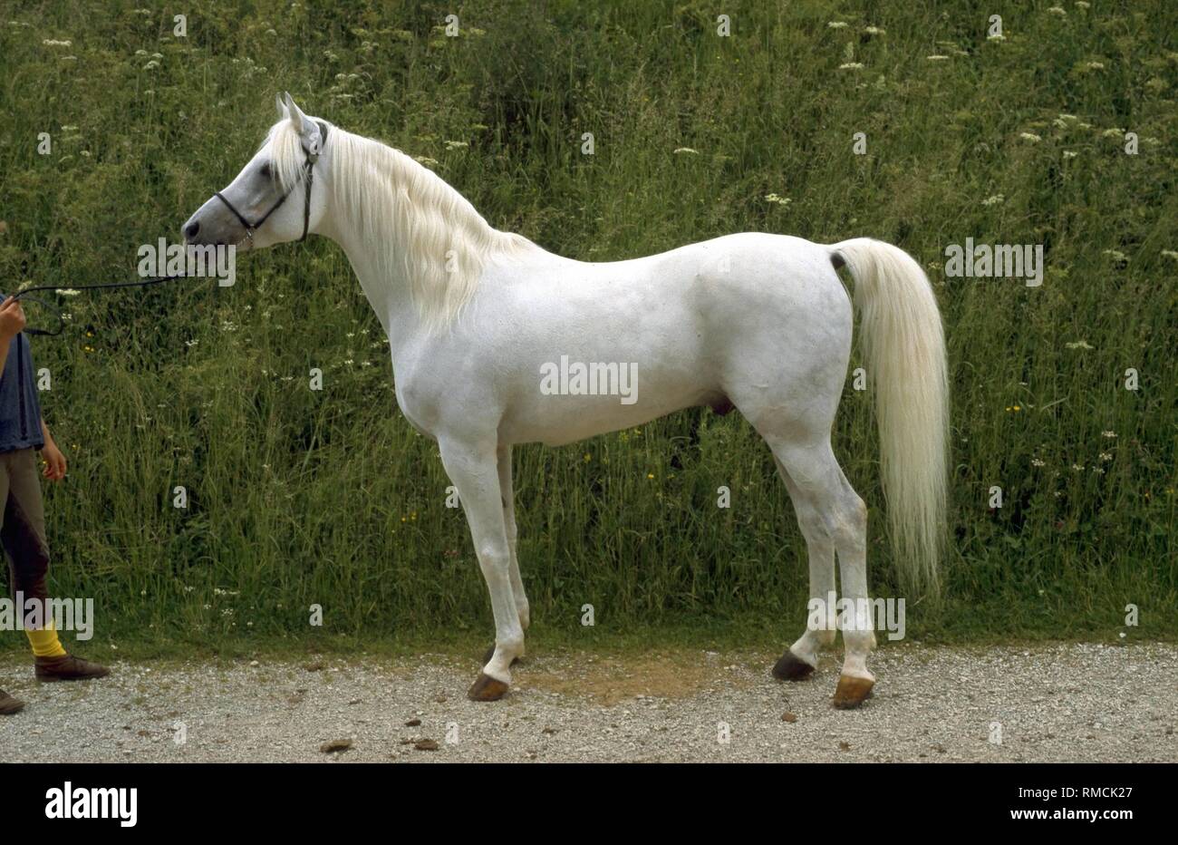 Arabian Horse