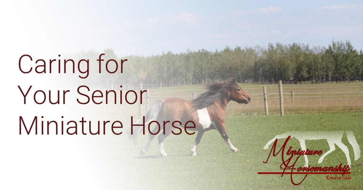 How to Care For a Mini Horse