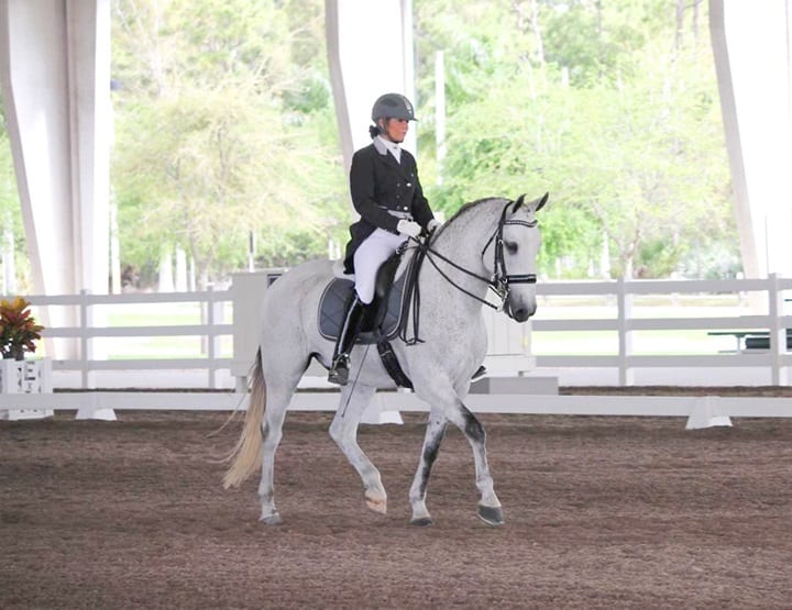 Best Horse Breeds For Riding