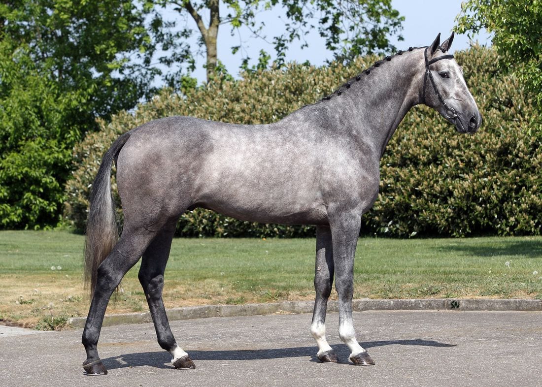 Horse Breeds - Dutch Warmblood