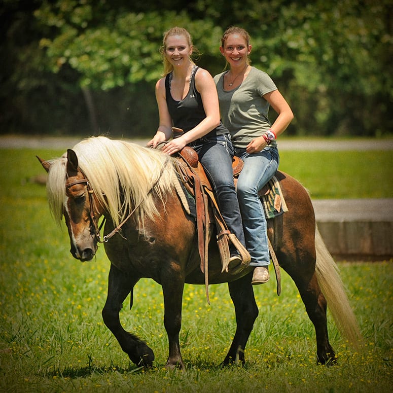Haflinger Horses